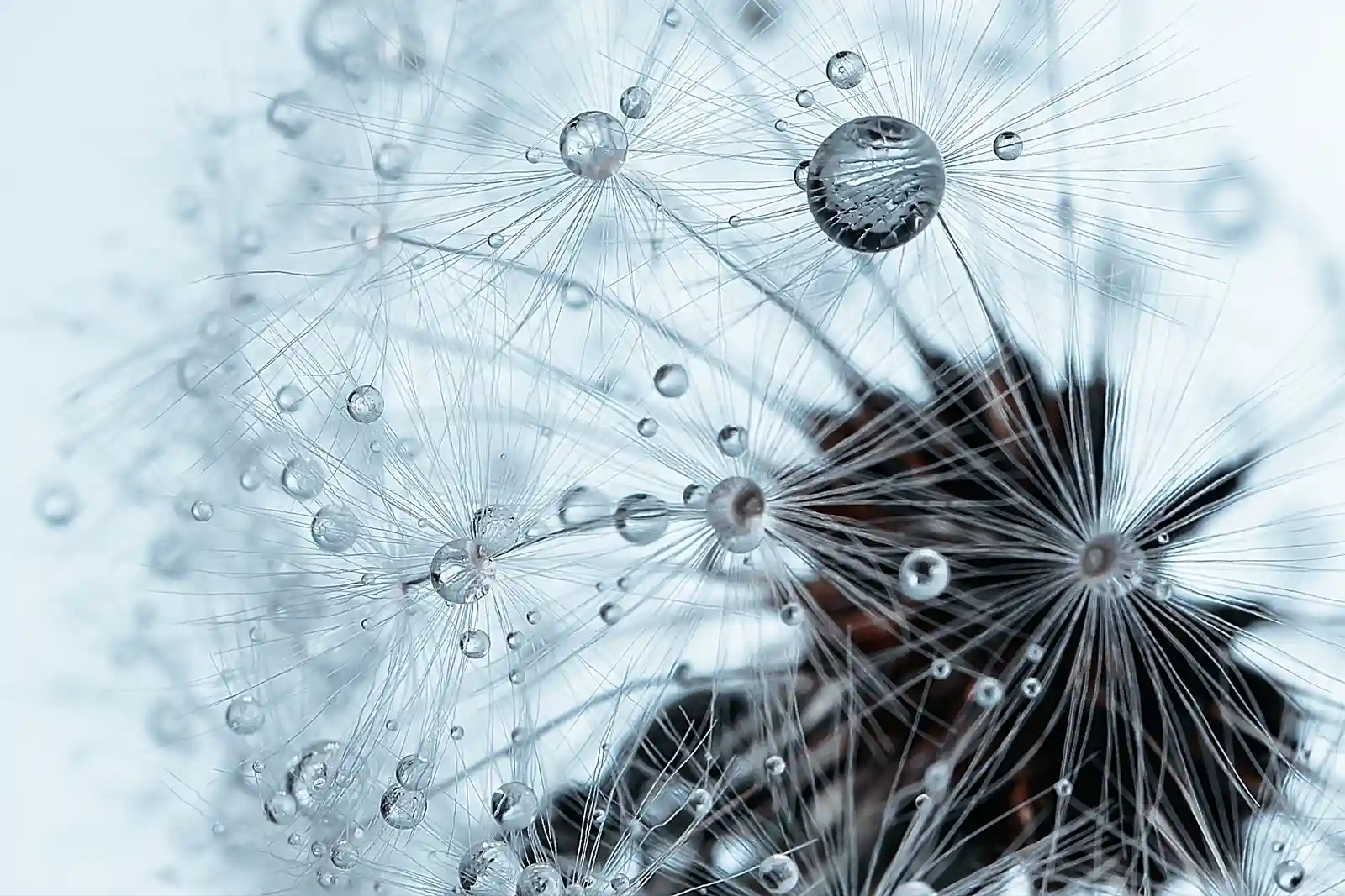 Longevity FAQs Vienna